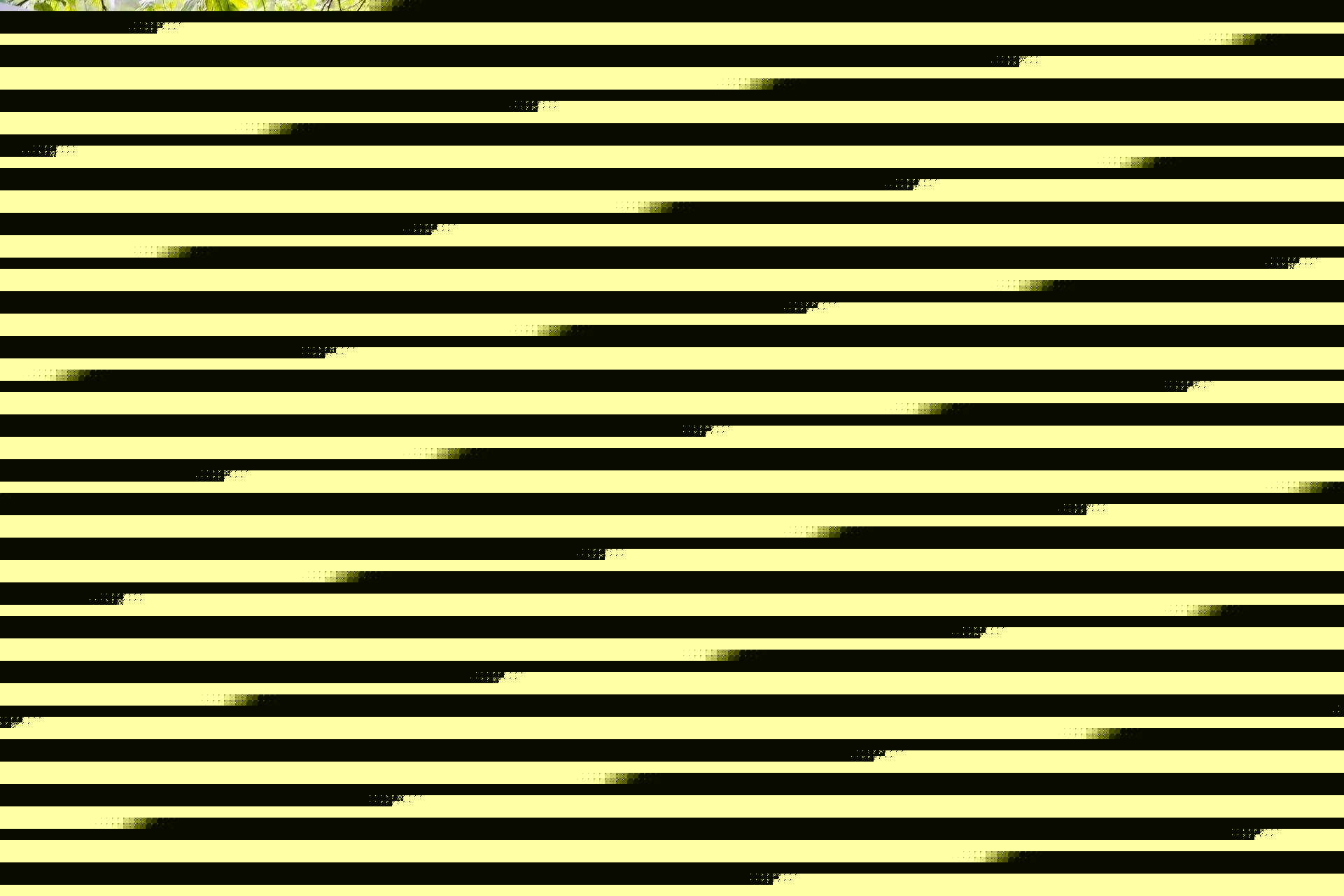 翰林文化节破圈，千年松塘焕新