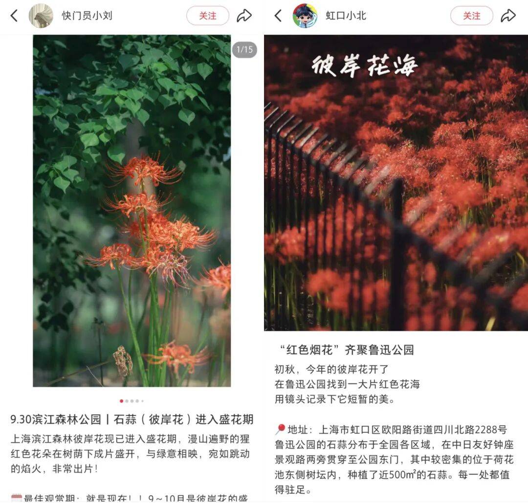 上海也惊现红色花海！提醒：全株有毒！别碰！