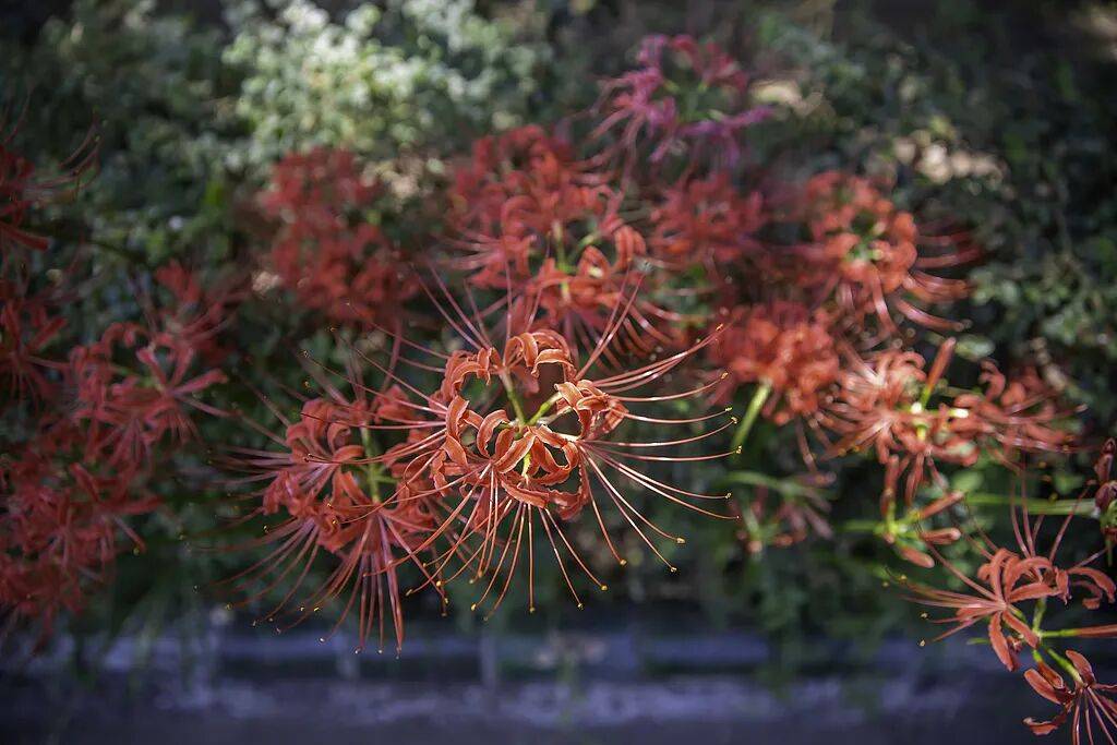 上海也惊现红色花海！提醒：全株有毒！别碰！