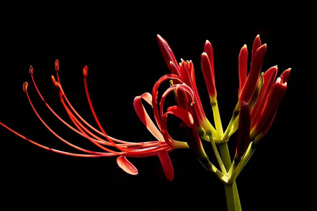 上海也惊现红色花海！提醒：全株有毒！别碰！